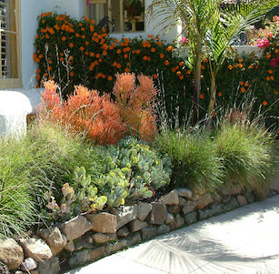 San Diego Succulent Garden